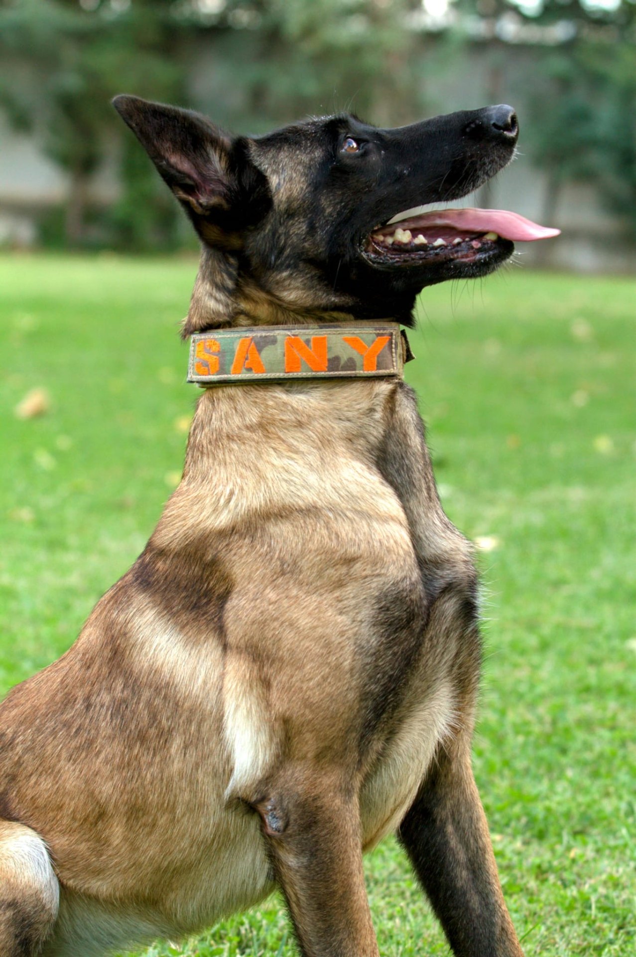 Collares tácticos