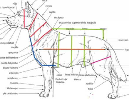 Diagrama anatómico canino con puntos de medida
